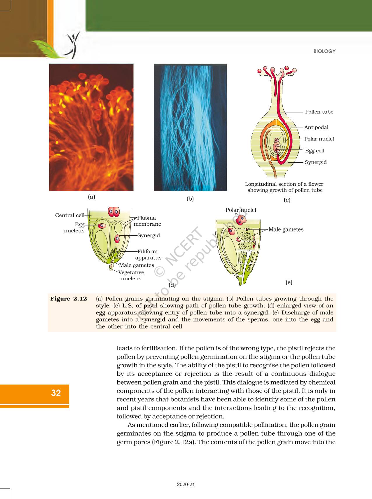Sexual Reproduction In Flowering Plants Ncert Book Of Class 12 Biology 5387